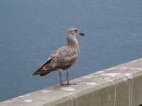 Seagull - Port Orford (Oregon, USA)