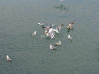 Feeding frenzy - Port Orford (Oregon, USA)