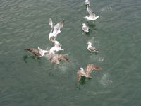 Feeding frenzy - Port Orford (Oregon, USA)
