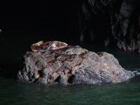 Stellar Sea Lions in Sea Lion Cave - Sea Lion Caves (Oregon, USA)