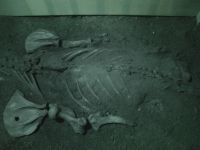 Sea lion skeleton - Sea Lion Caves (Oregon, USA)