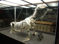 Sea lion skeleton - Sea Lion Caves (Oregon, USA)