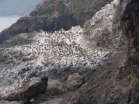 Seabird rookery - Sea Lion Caves (Oregon, USA)
