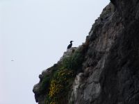 Seabird - Sea Lion Caves (Oregon, USA)