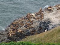 Sea lions - Sea Lion Caves (Oregon, USA)