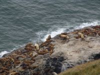 Sea lions - Sea Lion Caves (Oregon, USA)