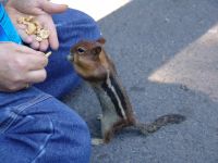 Feeding squirrels - Route 126 east (Oregon, USA)