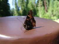 Butterfly - Route 126 east (Oregon, USA)