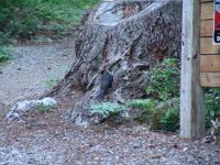 Woodpecker - Clear Lake (Oregon, USA)