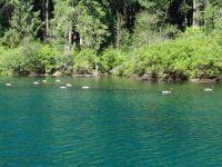Geese on Clear Lake - Clear Lake (Oregon, USA)