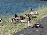 Canada geese - Hood River (Oregon, USA)