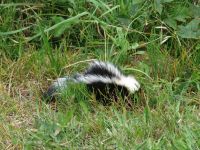 Skunk - Fort Stevens State Park (Oregon, USA)