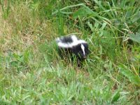 Skunk - Fort Stevens State Park (Oregon, USA)