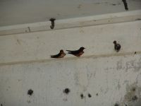 Birds nesting in the fort - Russell Battery (Oregon, USA)
