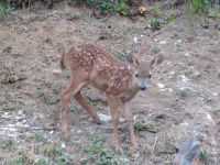 Fawn - Astoria (Oregon, USA)