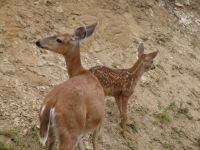Deer and fawn - Astoria (Oregon, USA)