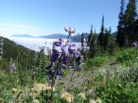 Flowers - Olympic National Park (Washington, USA)