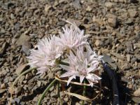 Flowers - Olympic National Park (Washington, USA)