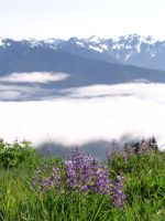 Flowers - Olympic National Park (Washington, USA)