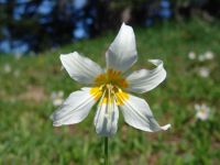 Flowers - Olympic National Park (Washington, USA)