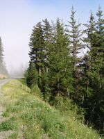 About to enter the lowland clouds - Olympic National Park (Washington, USA)