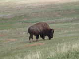 Bison - Wind Cave National Park (South Dakota, USA)