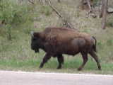 Bison - Wind Cave National Park (South Dakota, USA)