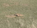 Prairie dog - Devil's Tower (Wyoming, USA)