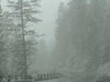Snow falling as we were driving - Yellowstone National Park (Wyoming, USA)