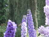 Hummingbird - Butchart Gardens (British Columbia, Canada)