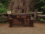 Big Tree - Redwood National Park (California, USA)