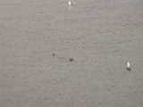Seals - Port Orford (Oregon, USA)