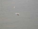 Seagull flying - Port Orford (Oregon, USA)