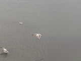 Seagulls - Port Orford (Oregon, USA)