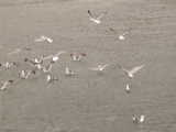 Seagulls - Port Orford (Oregon, USA)