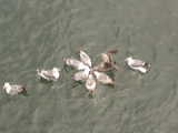 Seagulls - Port Orford (Oregon, USA)