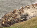 Sea lions - Sea Lion Caves (Oregon, USA)