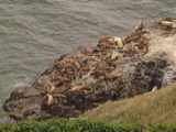 Charming sounding sea lions - Sea Lion Caves (Oregon, USA)