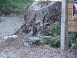 Woodpecker - Clear Lake (Oregon, USA)