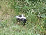 Skunk - Fort Stevens State Park (Oregon, USA)
