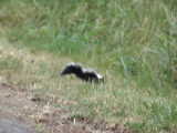 Skunk - Fort Stevens State Park (Oregon, USA)