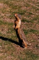 Columbian Ground Squirrell - Banff National Park (Alberta, Canada)