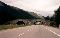 Wildlife crossing bridge, Icefields Parkway - Banff National Park (Alberta, Canada)