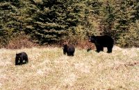 Black bear and two cubs - Banff National Park (Alberta, Canada)