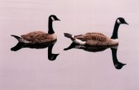 Canada geese - Como Lake (British Columbia, Canada)
